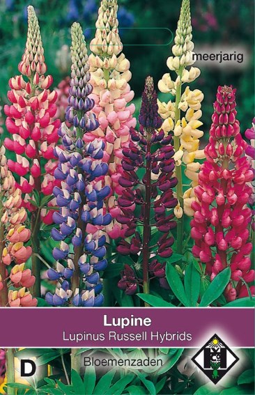 Lupine Russell Hybrids (Lupinus) 70 zaden HE
